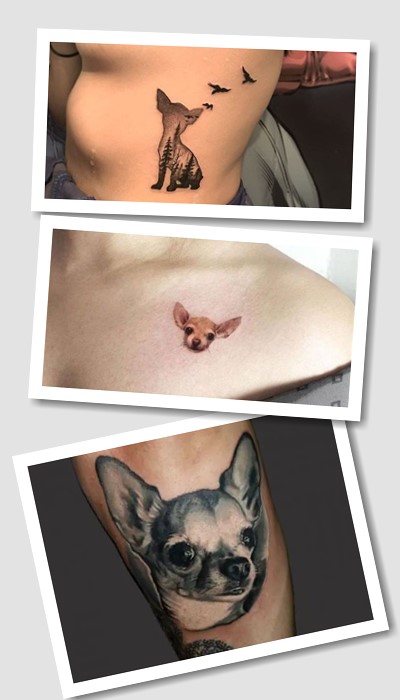 варіанти тату чихуахуа чи йоркширський тер’єр