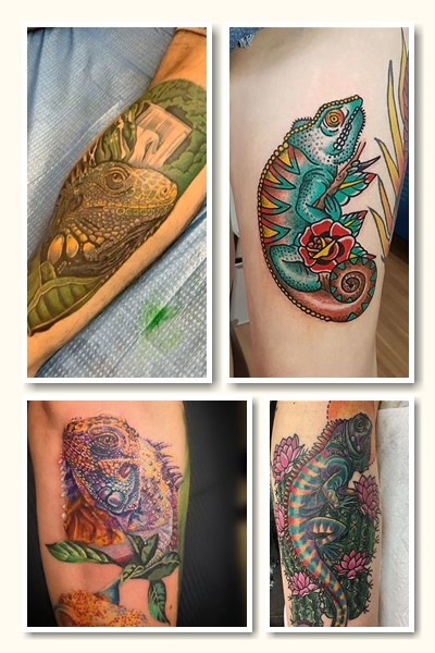 Тату ігуана чи варан зазвичай має великий або середній розмір
