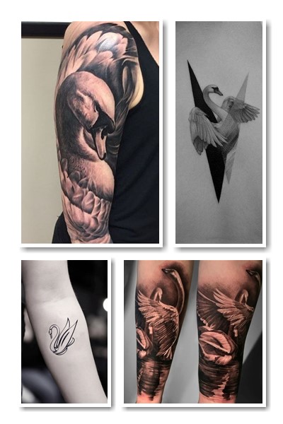 Значення татуювання лебідь