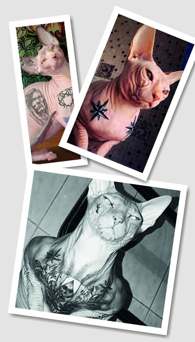 Тату на котах