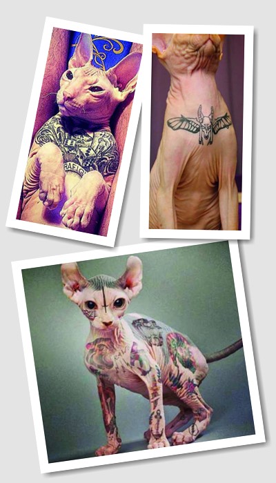 Татуювання на котах