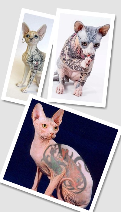 Сфінкс з татуюванням