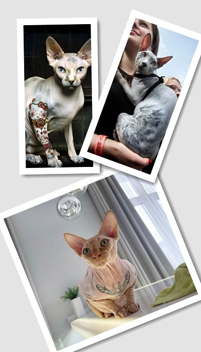 Кіт сфінкс з тату